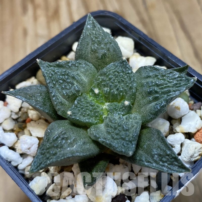 SH19251 Ariocarpus fissuratus 'Godzilla' hybrid, seedling