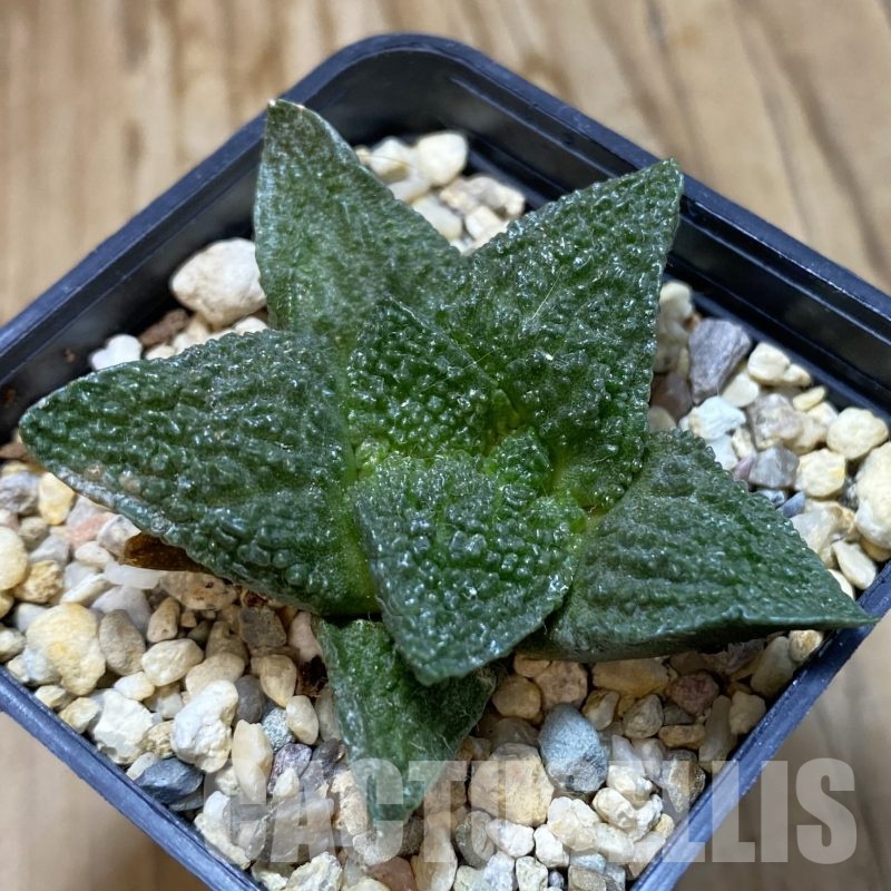 SH19252 Ariocarpus fissuratus 'Godzilla' hybrid, seedling