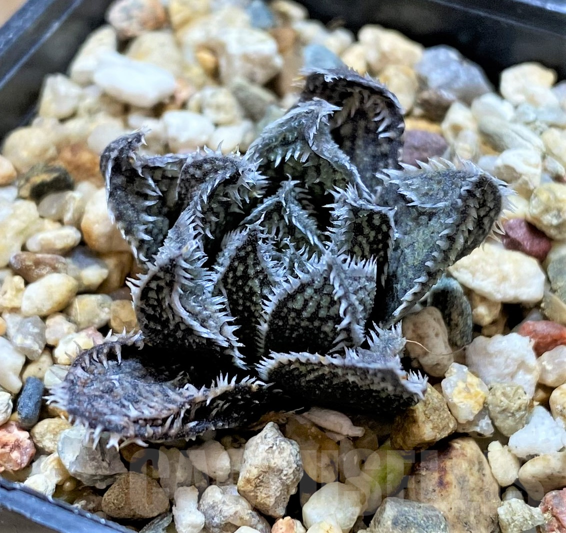 SHPR41032 Haworthia 'Bunraku' HKX-3, ex Cactus Nishi