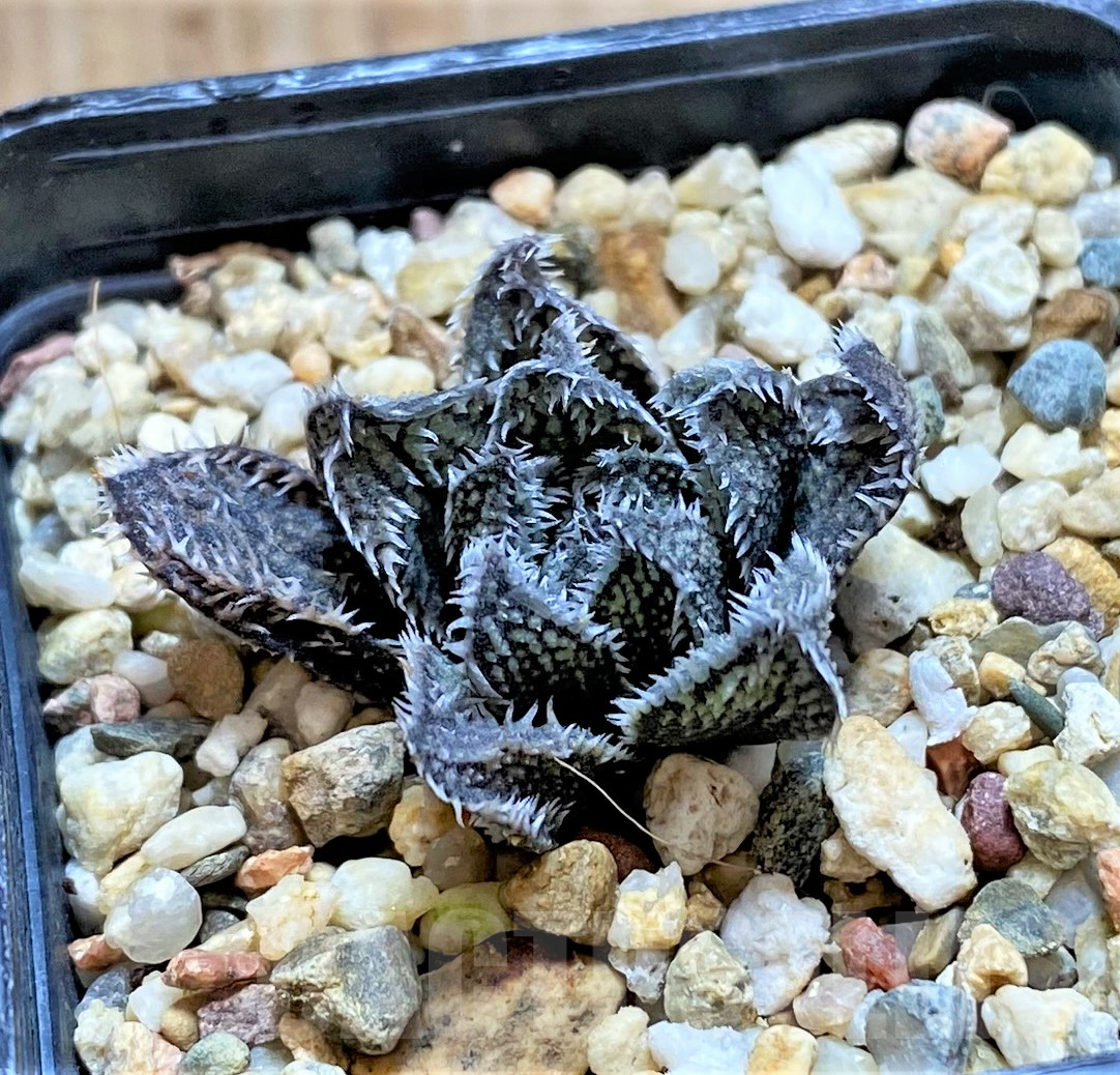 SHPR41032 Haworthia 'Bunraku' HKX-3, ex Cactus Nishi - Зображення 2