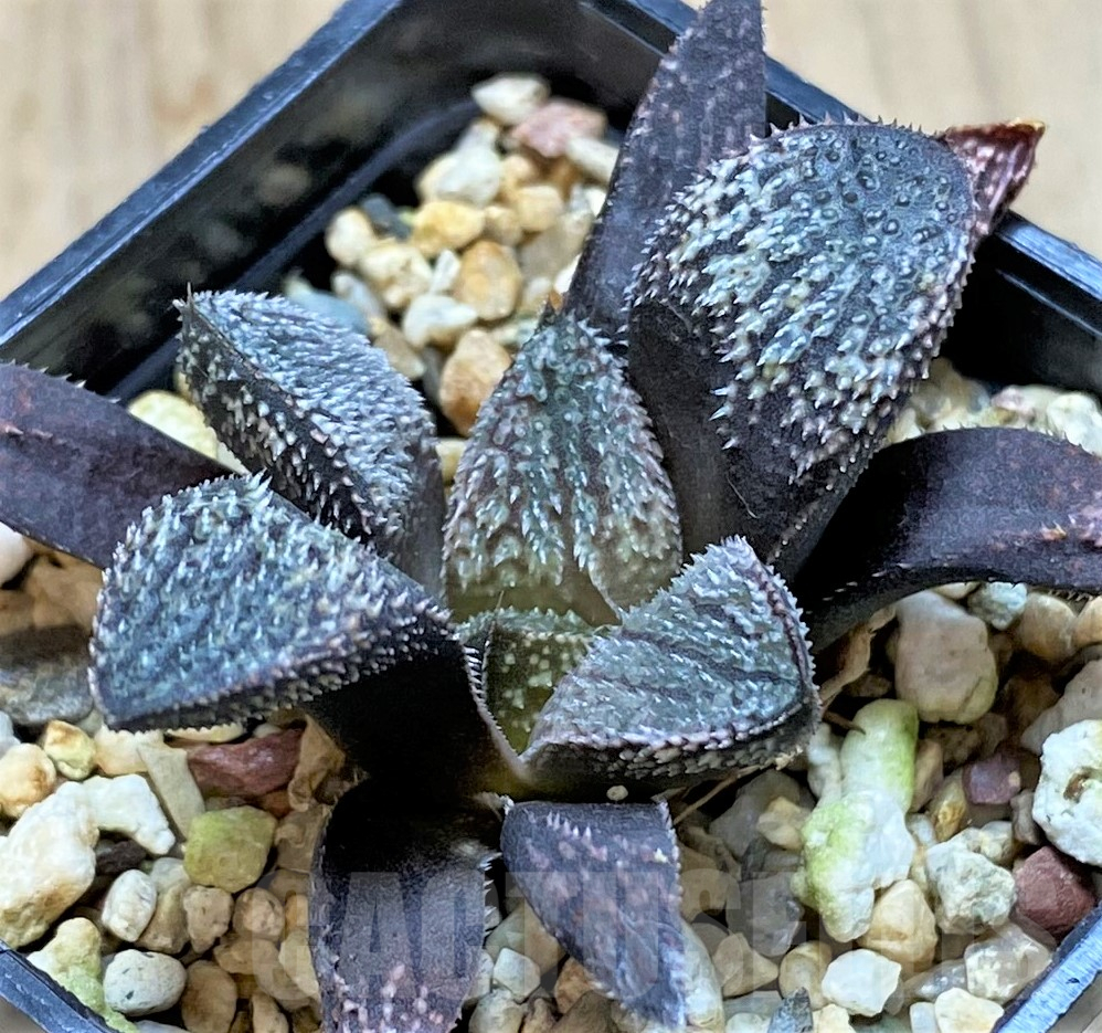 SHPR40485 Haworthia 'Pink Lady' hybrid - Image 2
