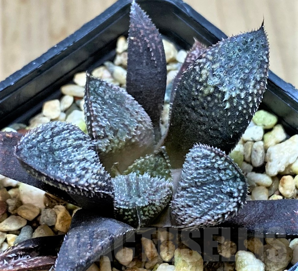 SHPR40485 Haworthia 'Pink Lady' hybrid