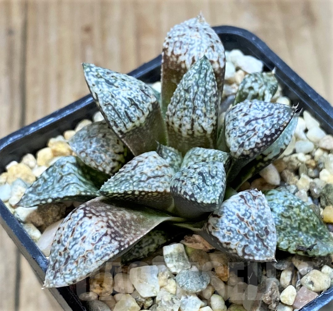 SHPR40487 Haworthia picta -Japan- - Image 2