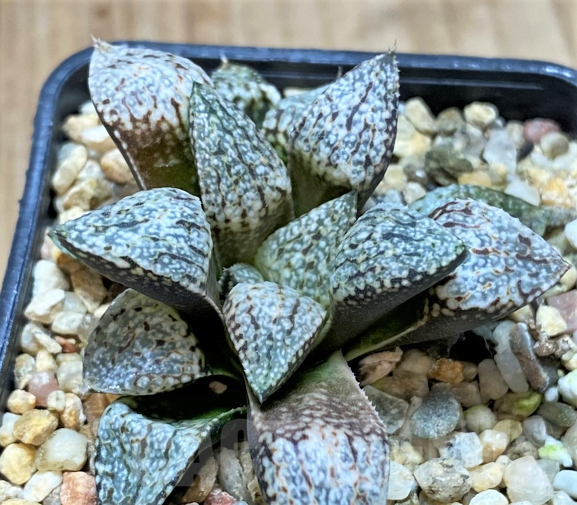 SHPR40487 Haworthia picta -Japan-