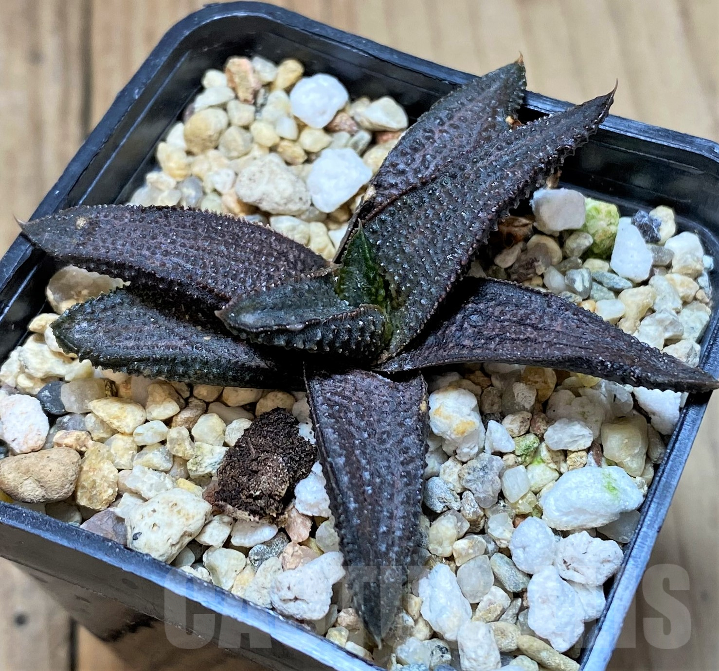 SHPR40493 Haworthia koelmaniorum hybrid