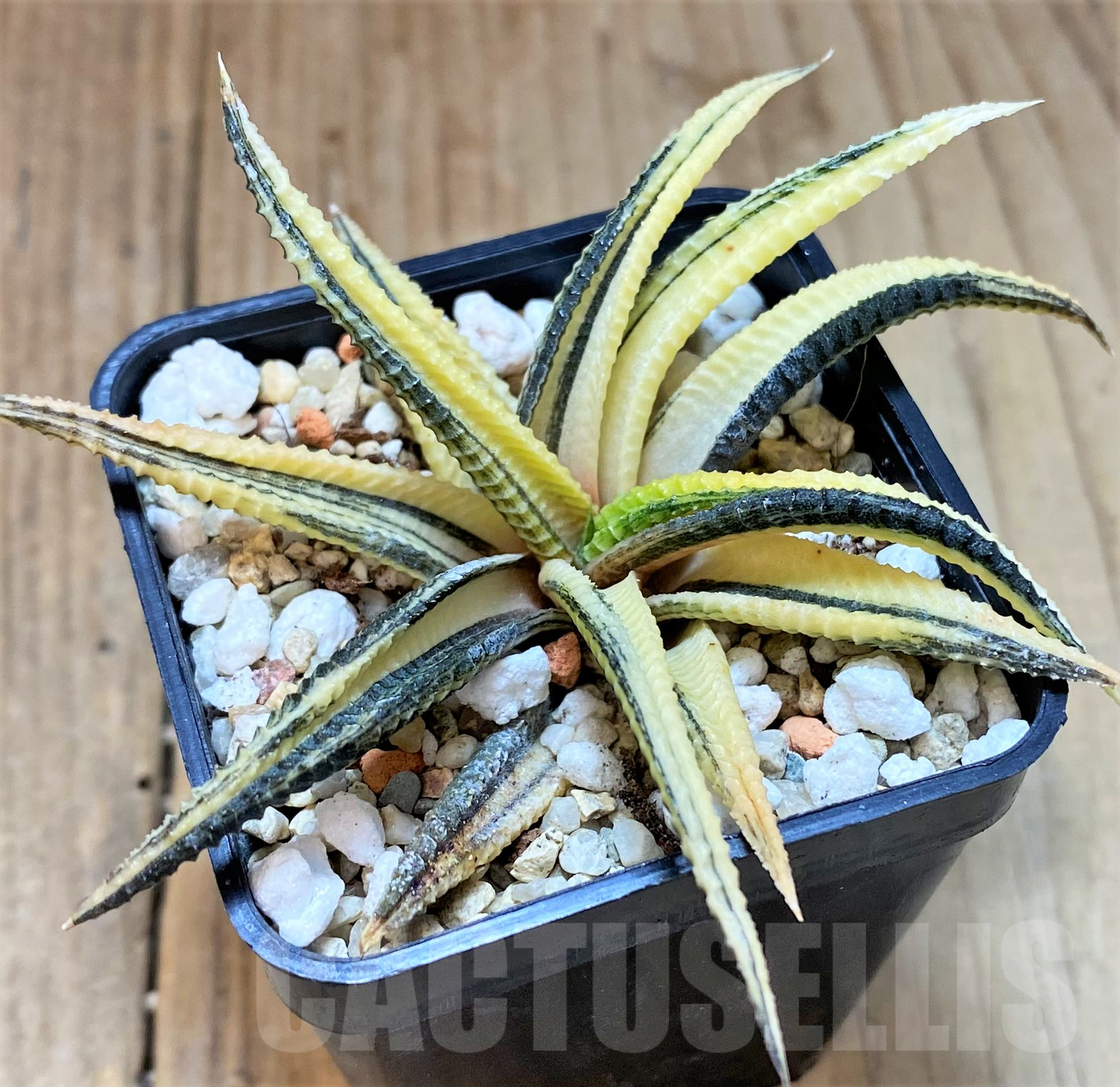 SHPR40496 Haworthia limifolia f.variegata - Imagen 2