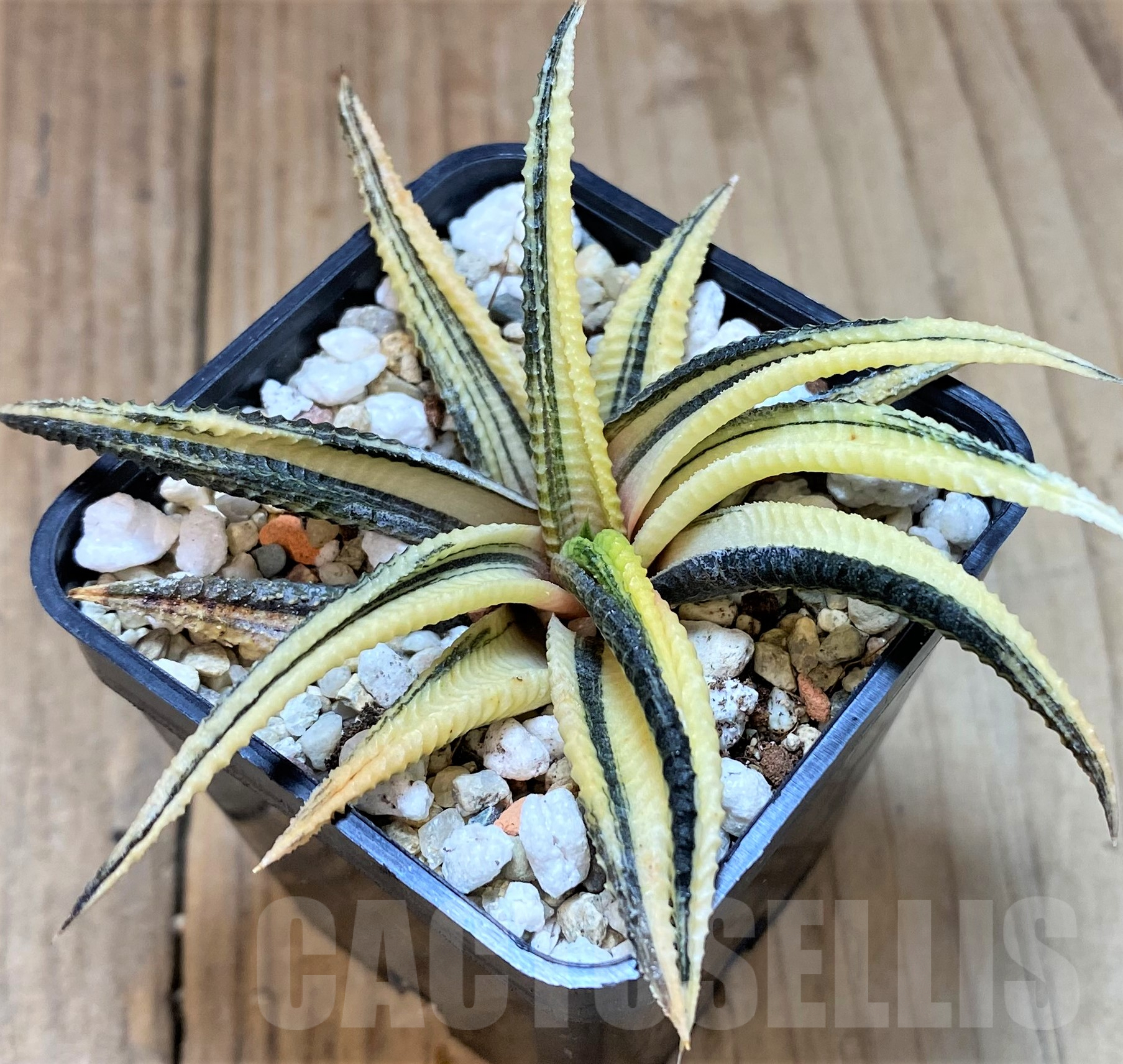 SHPR40496 Haworthia limifolia f.variegata