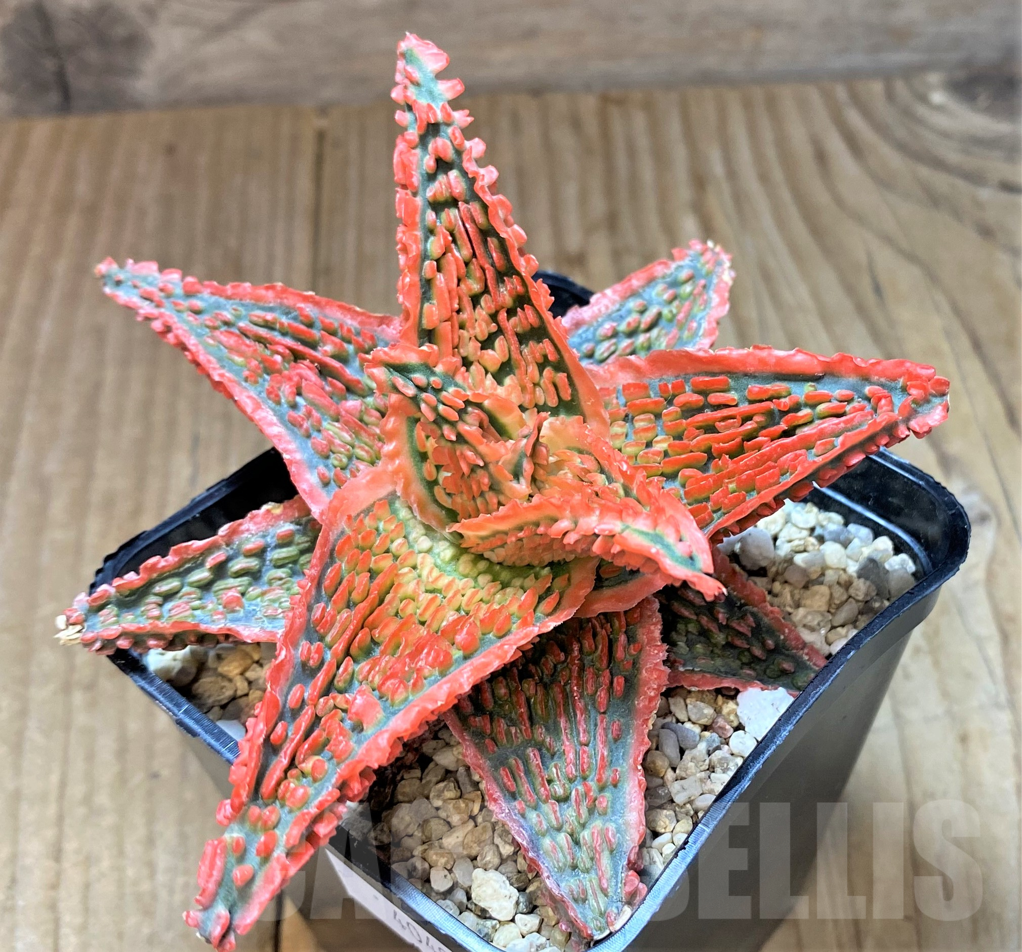 SHPR41039 Aloe TCT hybrid