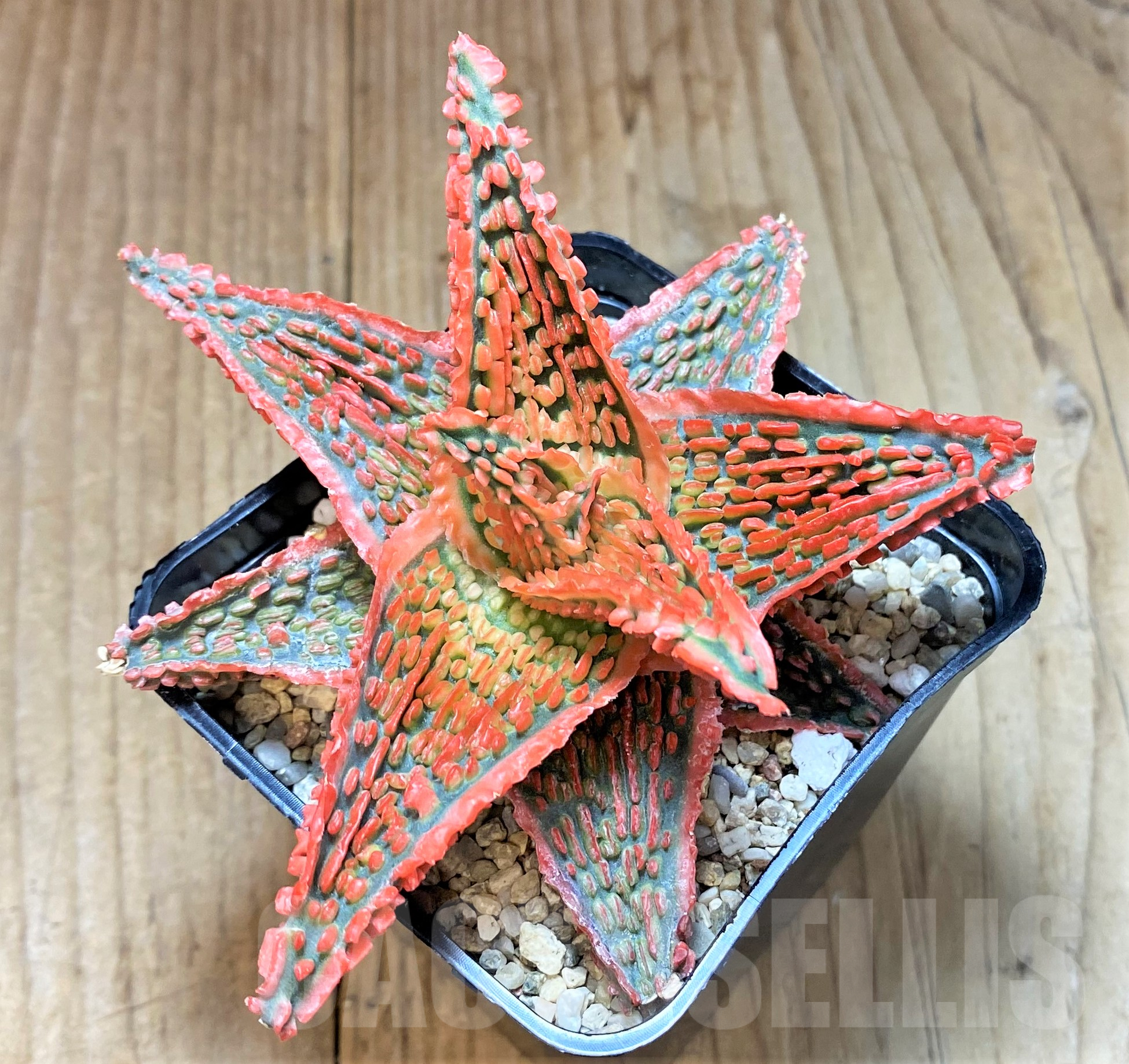 SHPR41039 Aloe TCT hybrid - Image 2