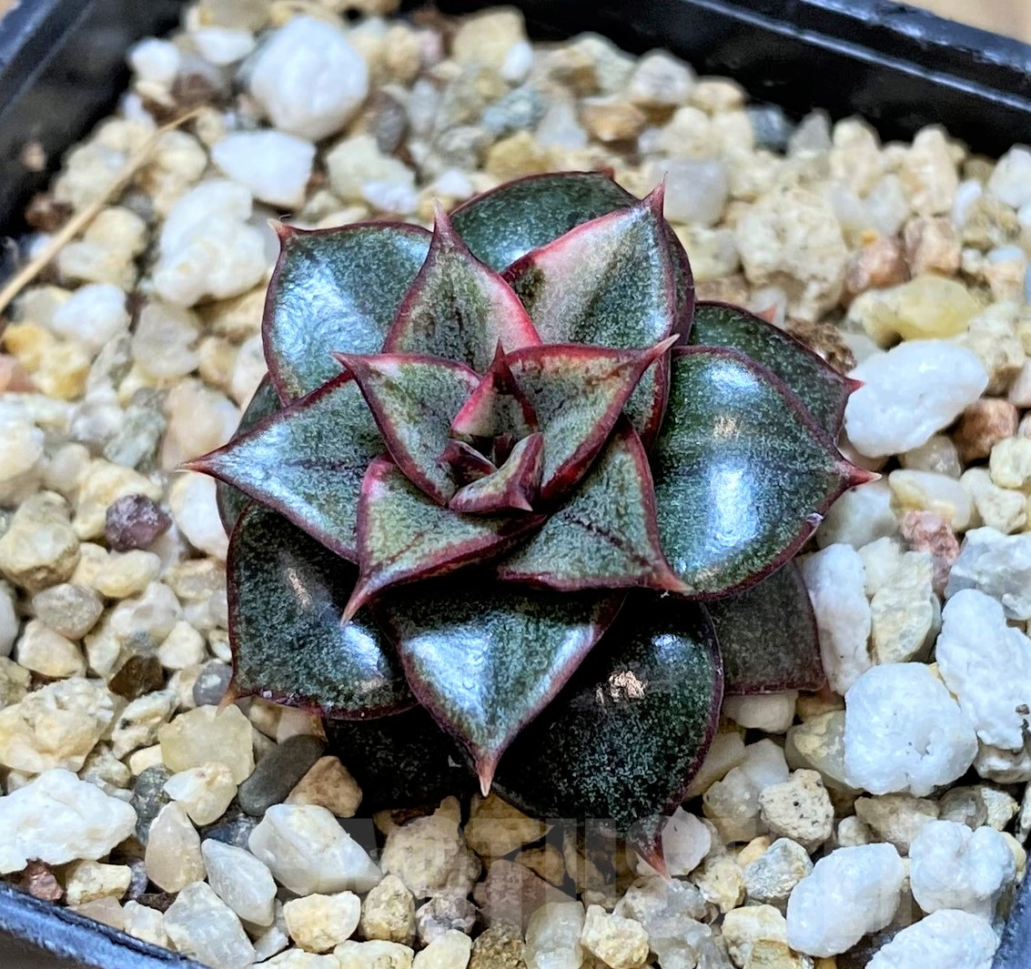 SHPR41040 Echeveria purpusorum ‘Monocerotis’ f. variegata