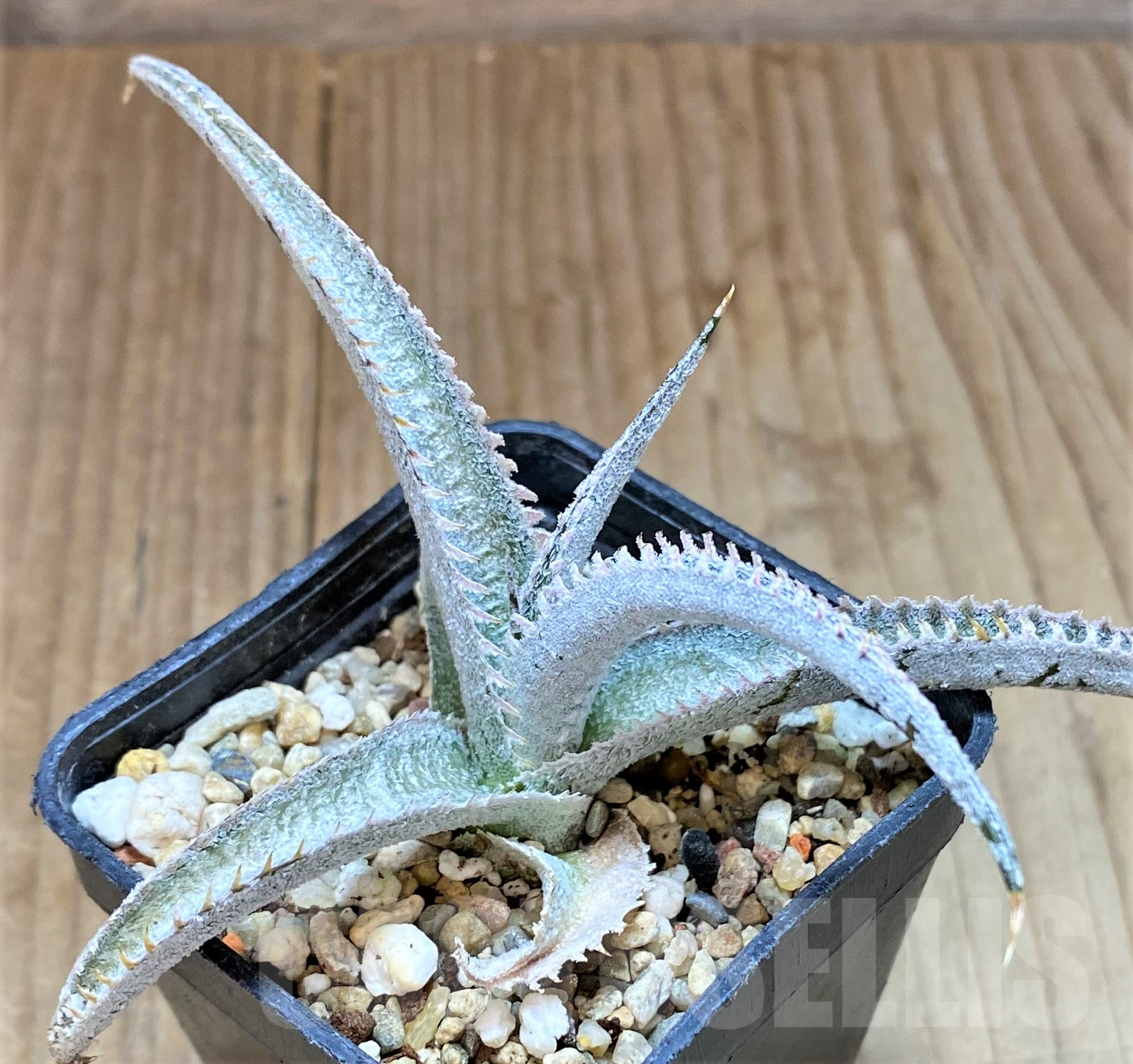 SHPR40501 Dyckia marnier-lapostollei ‘Pink Spine’