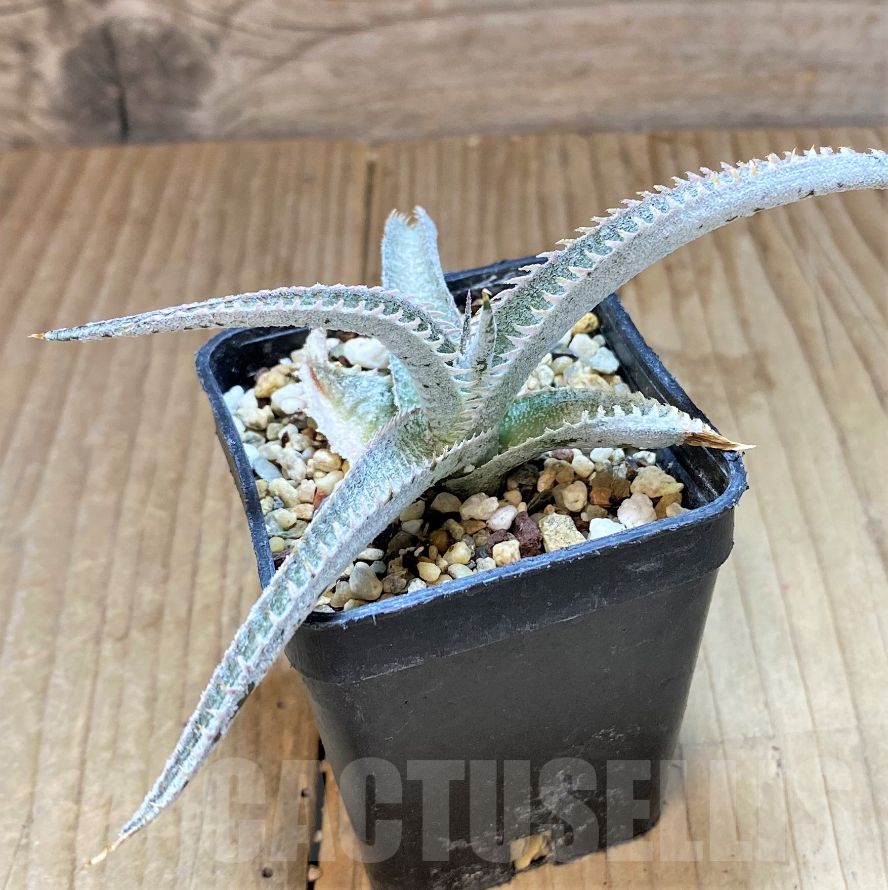 SHPR40501 Dyckia marnier-lapostollei ‘Pink Spine’ - Imagen 2