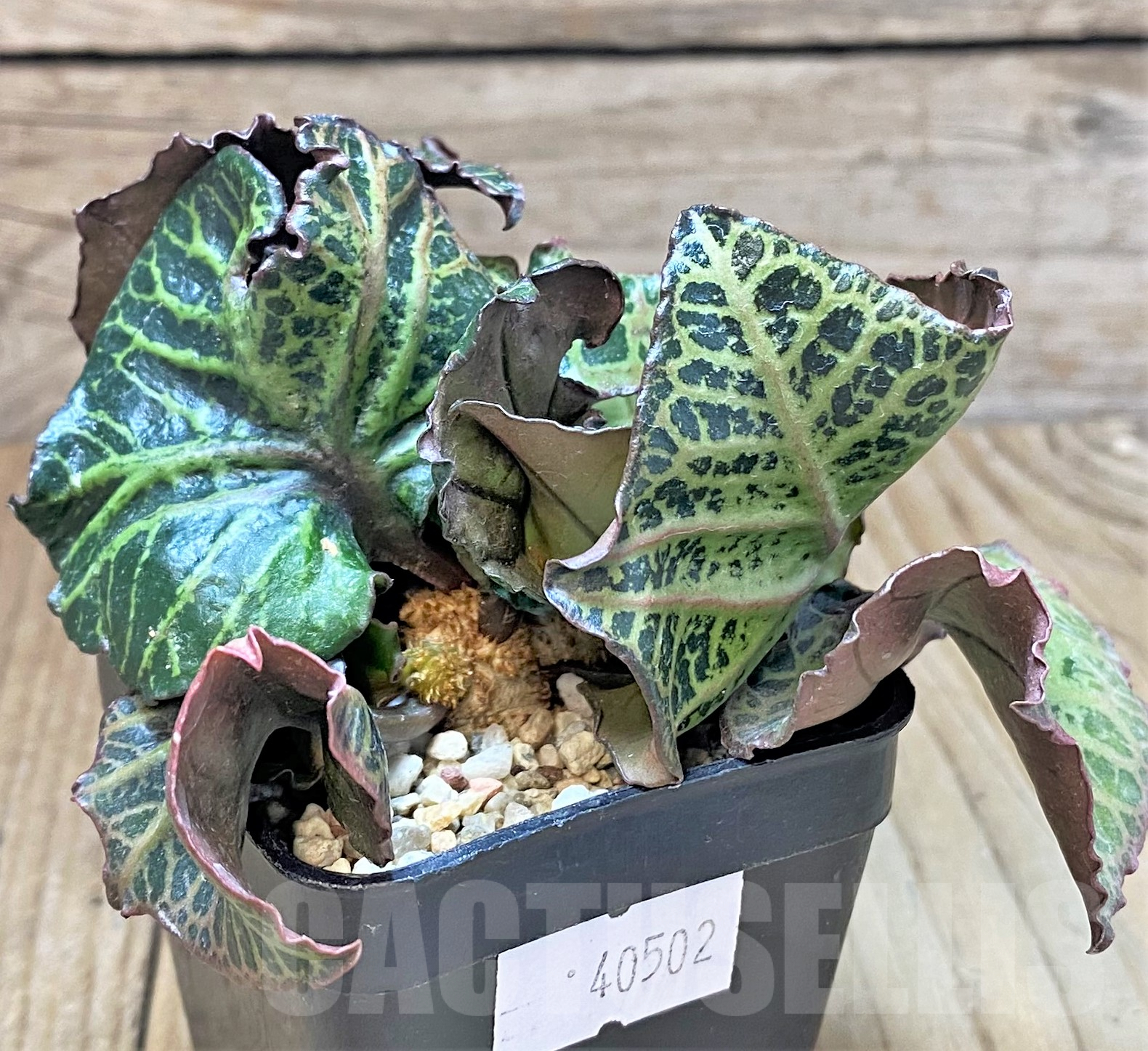 SHPR40502 Euphorbia francoisii hybrid - 画像 (3)