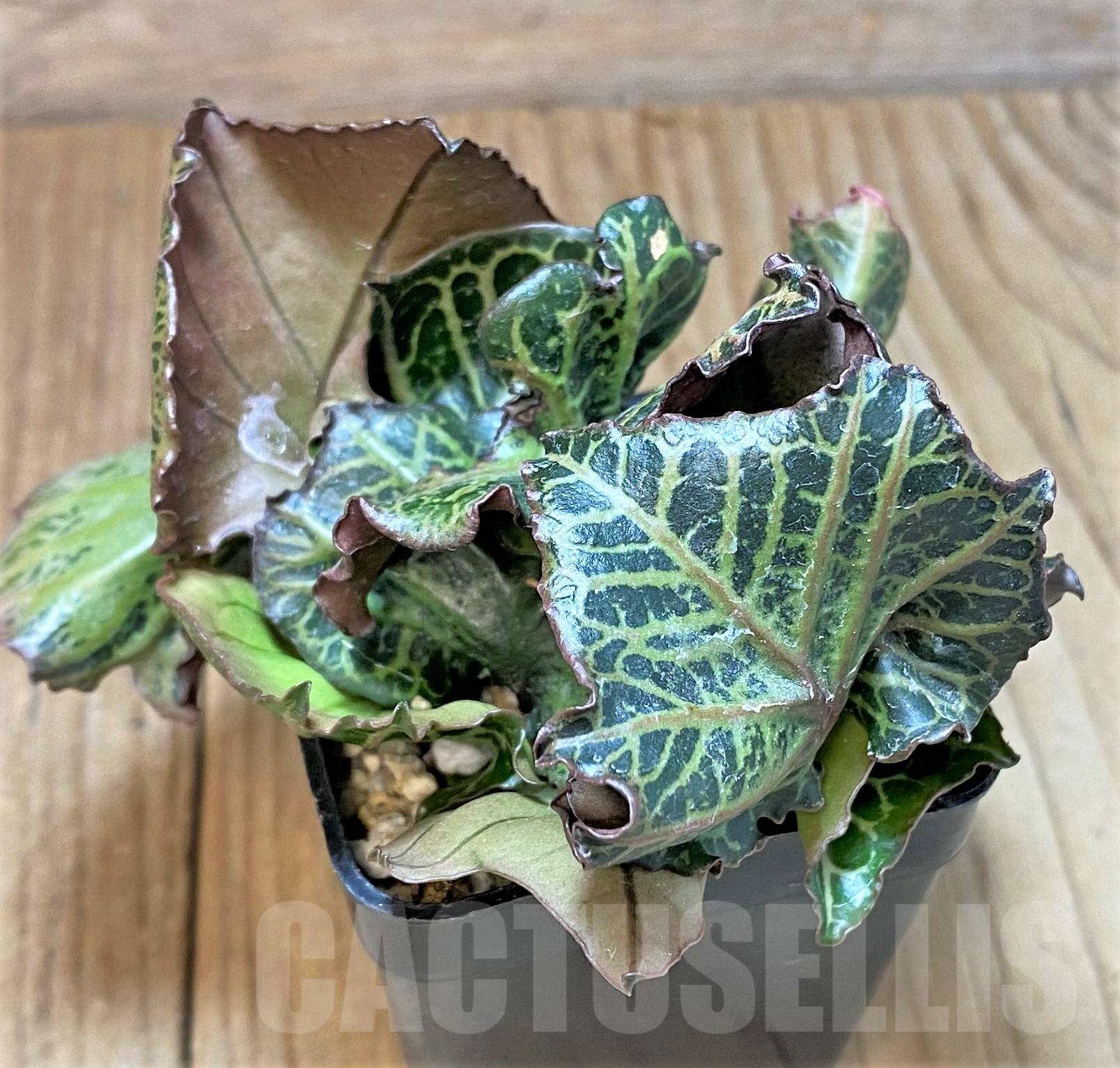 SHPR40502 Euphorbia francoisii hybrid - 画像 (2)