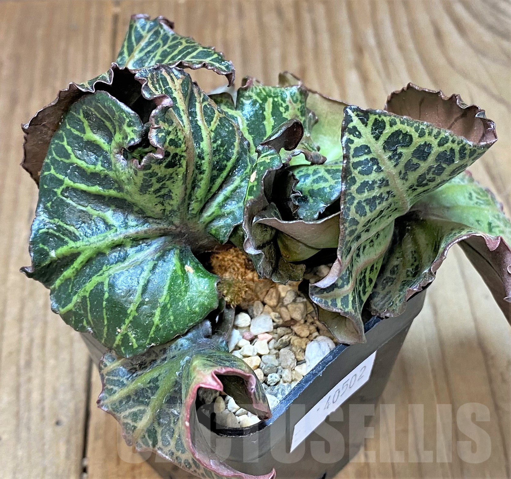 SHPR40502 Euphorbia francoisii hybrid