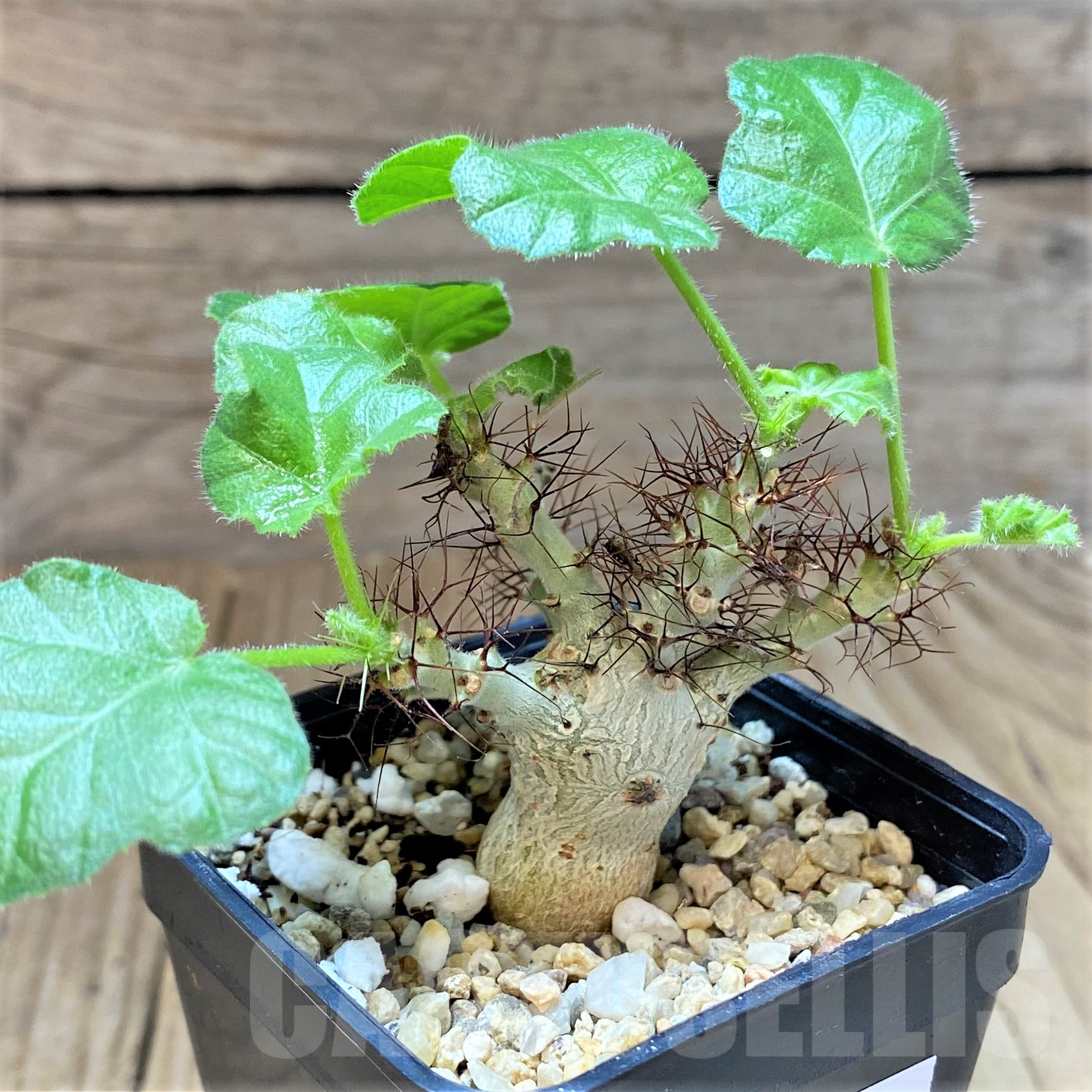 SHPR40507 Jatropha marginata - Image 2