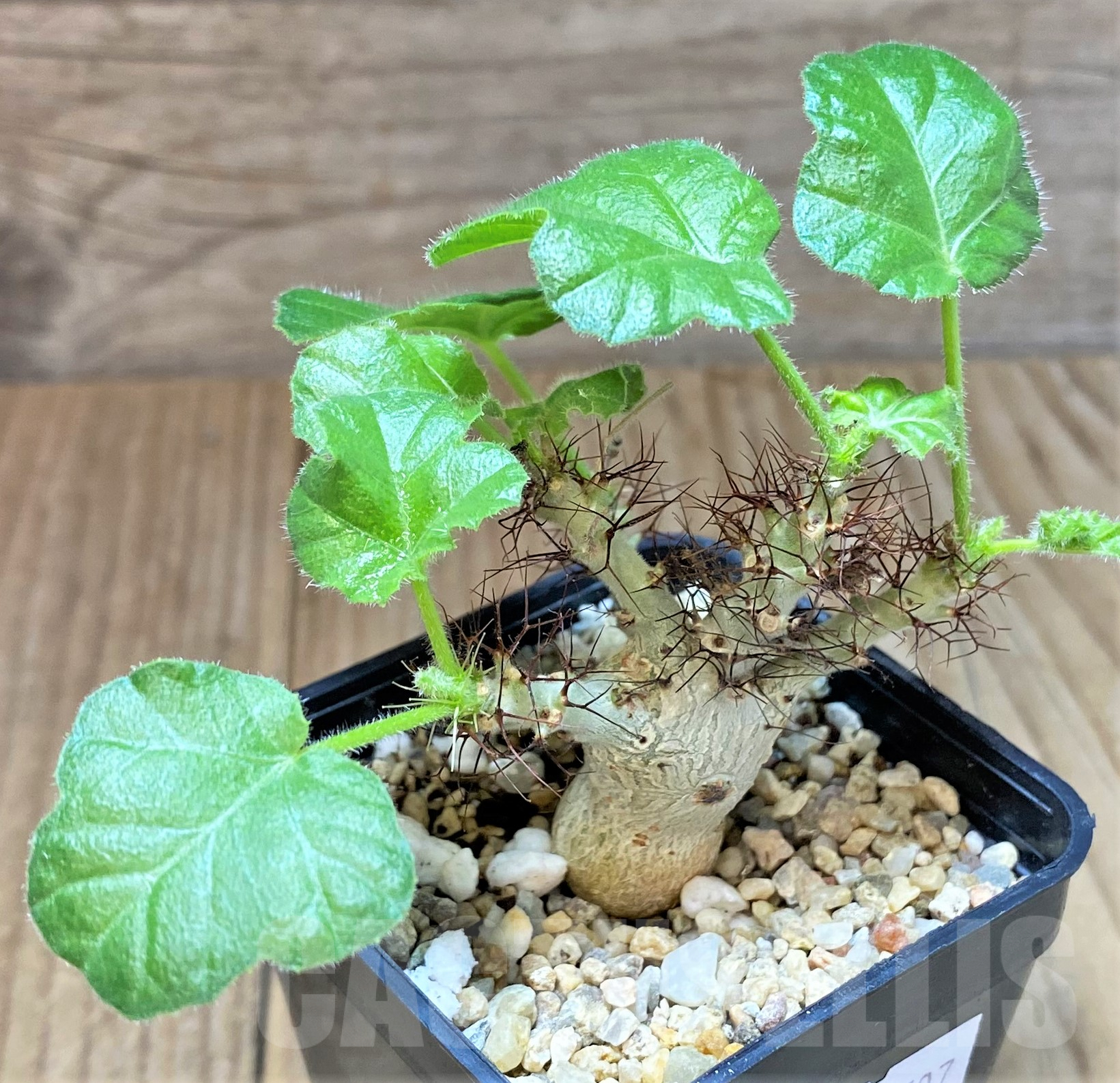 SHPR40507 Jatropha marginata