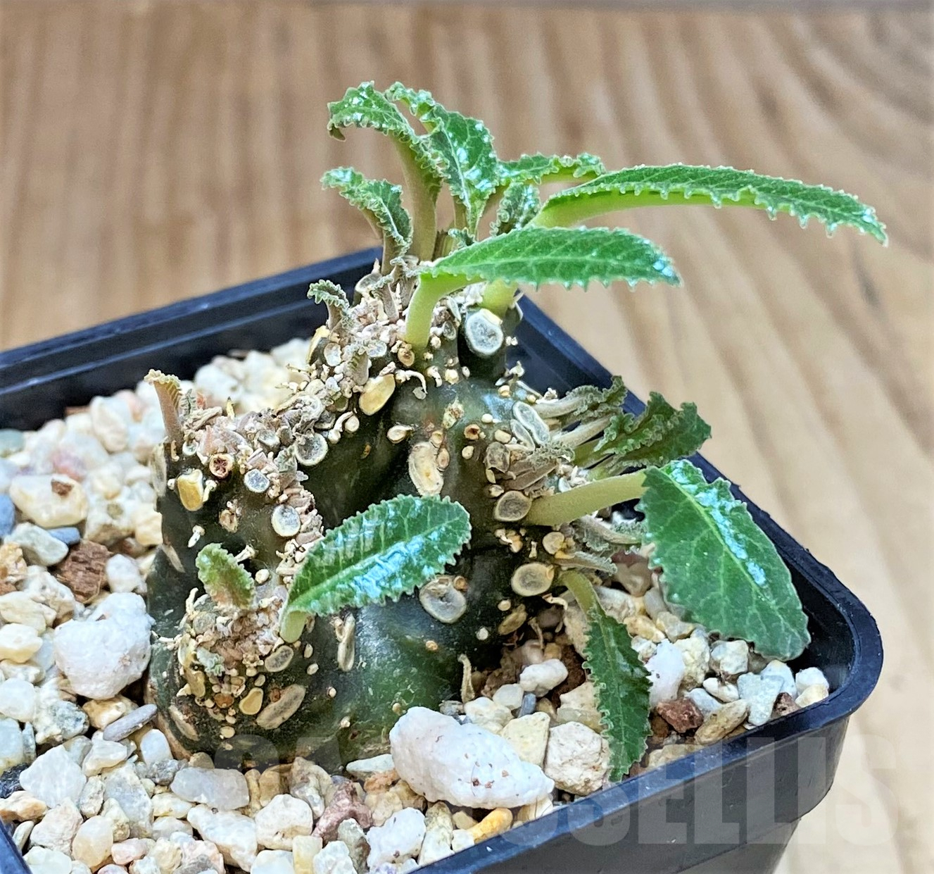 SHPR40508 Dorstenia foetida f. cristata