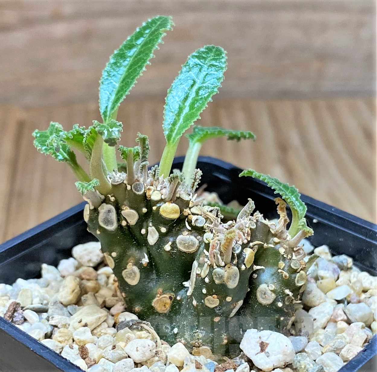 SHPR40508 Dorstenia foetida f. cristata - Image 2