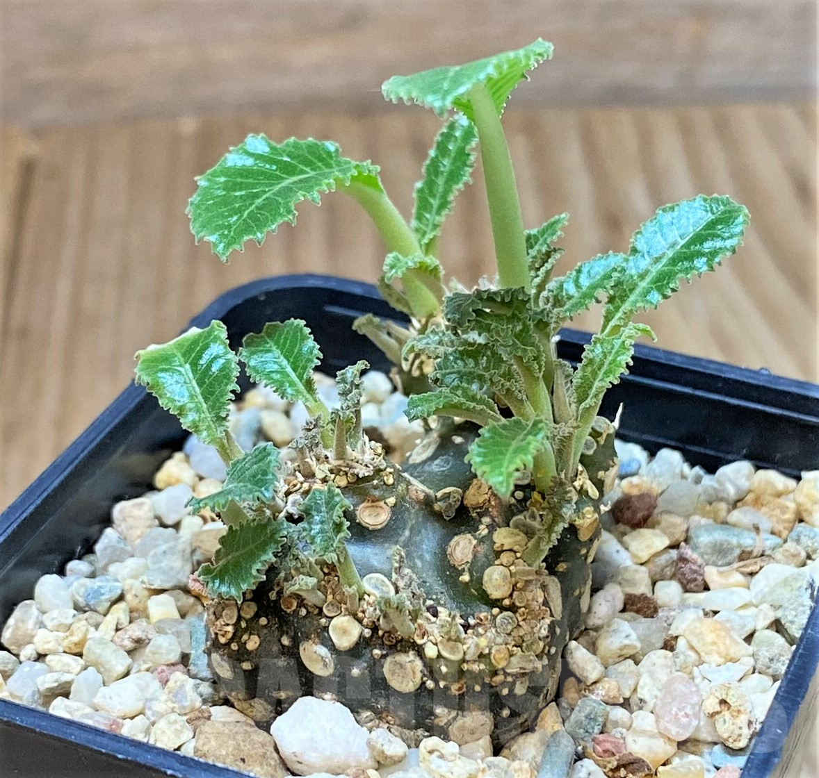 SHPR40509 Dorstenia foetida f. cristata