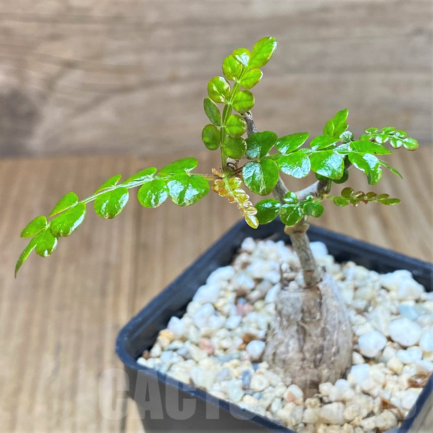 SHPR41045 Operculicarya pachypus