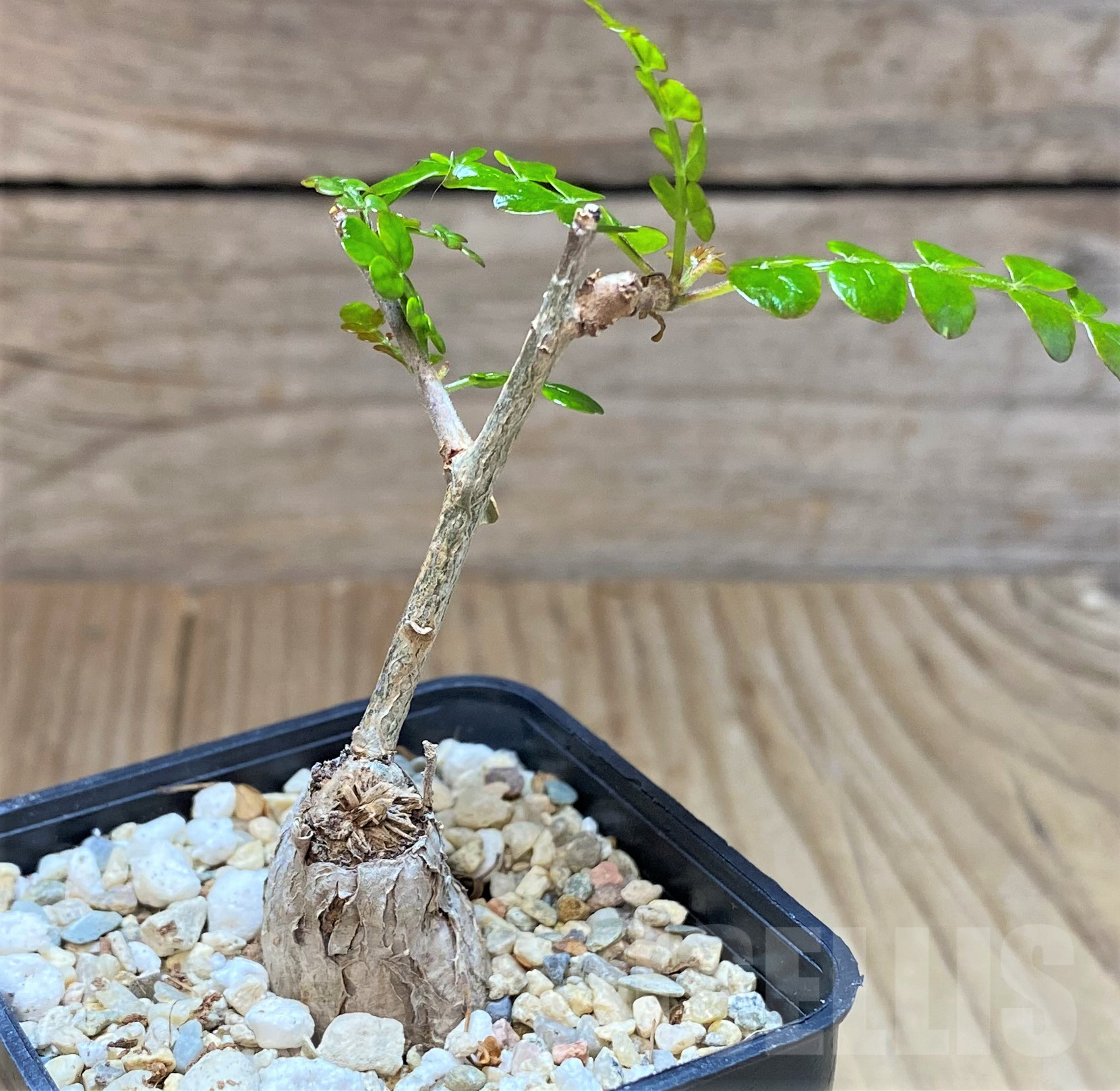 SHPR41045 Operculicarya pachypus - Obrázek 2