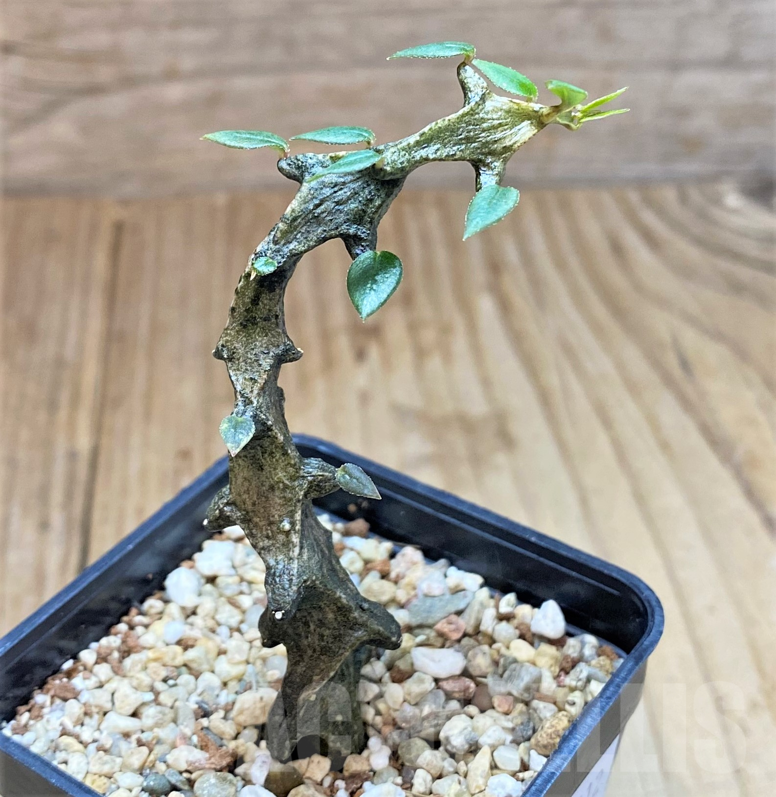 SHPR40512 Ceropegia bosseri - Image 2