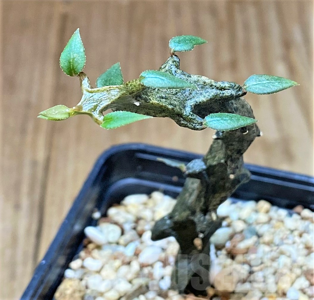 SHPR40512 Ceropegia bosseri