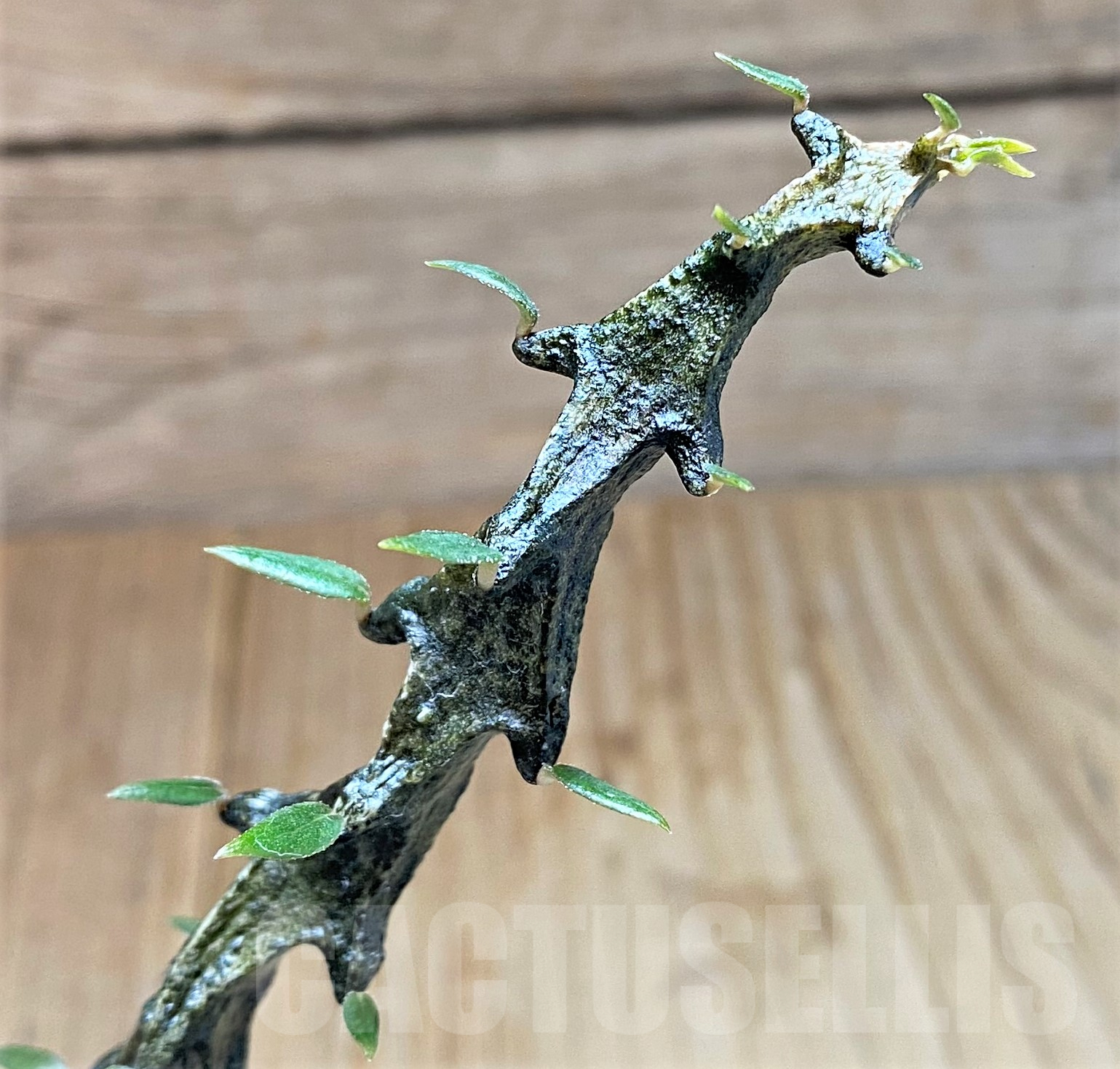 SHPR41046 Ceropegia bosseri