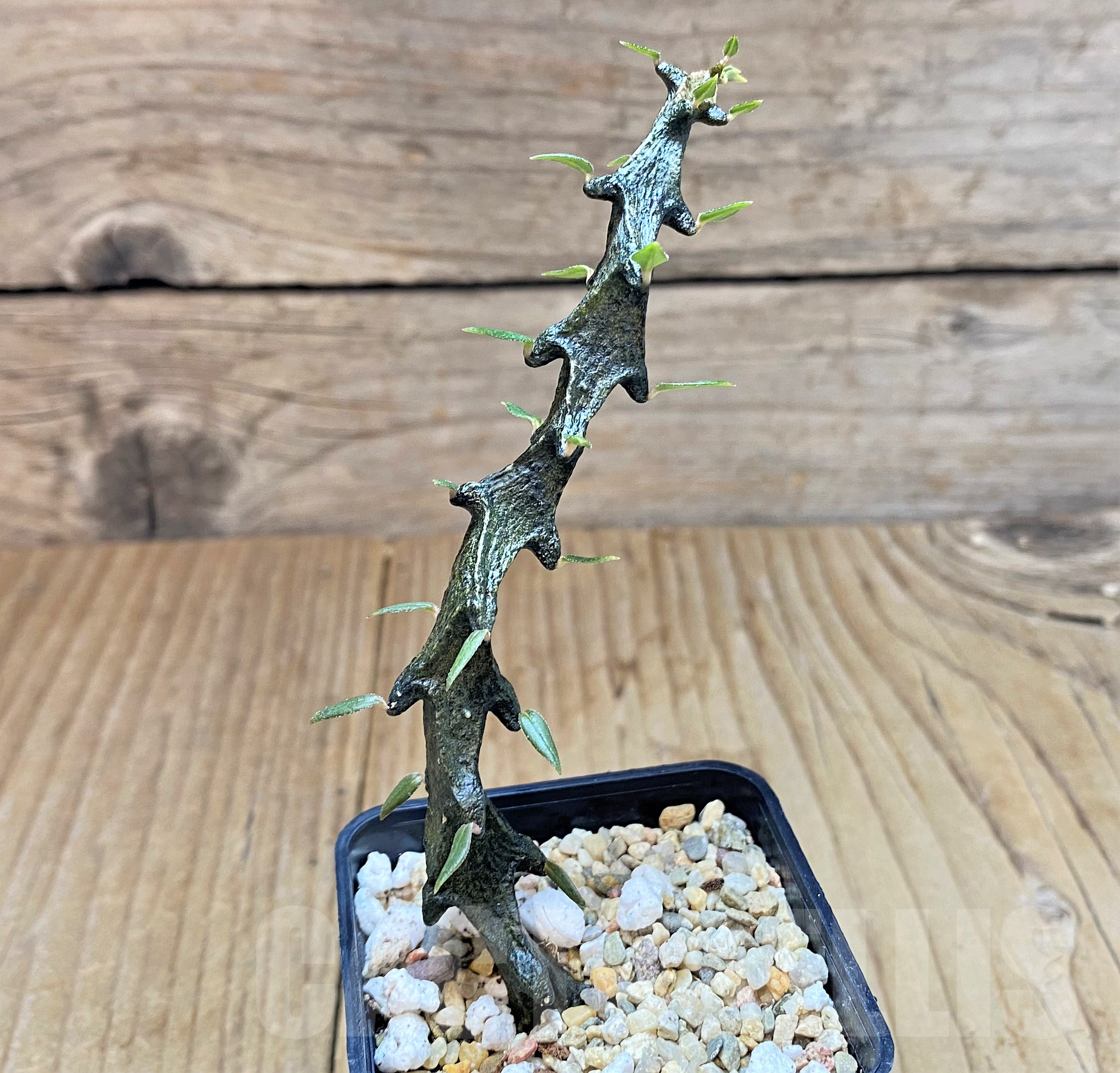 SHPR41046 Ceropegia bosseri - Image 2