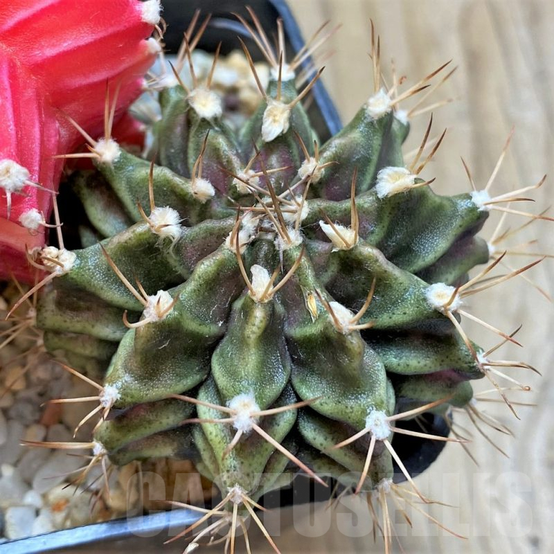 LOT846 20 SEEDS Gymnocalycium mihanovichii f. variegata NE106, 2024
