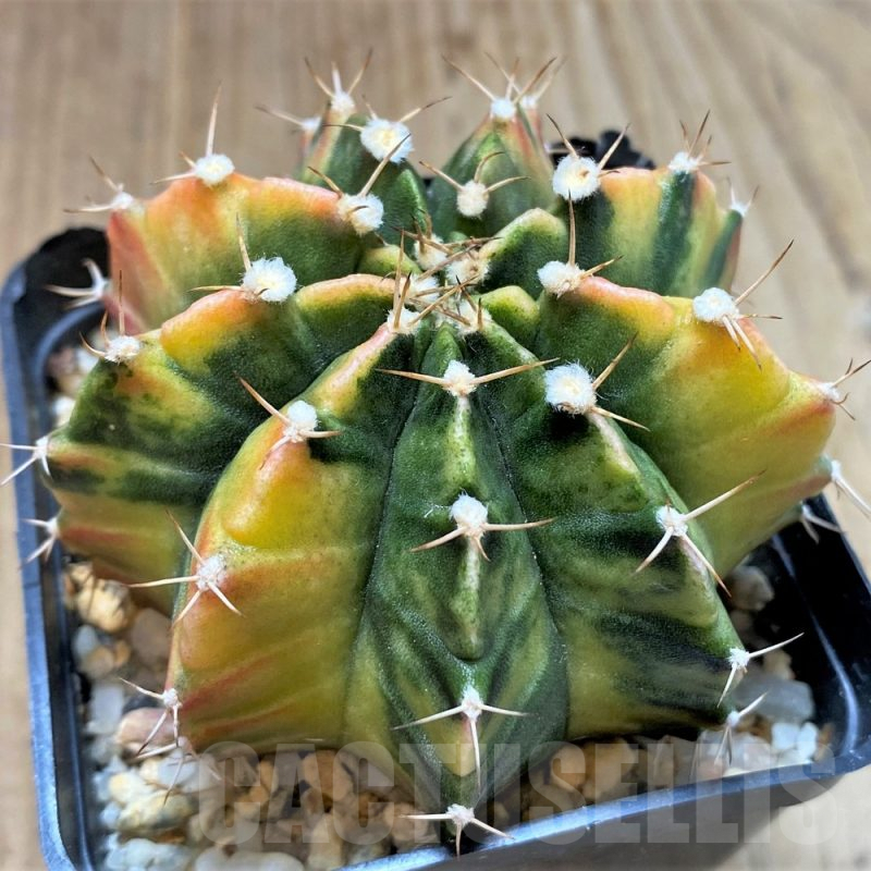 LOT843 20 SEEDS Gymnocalycium mihanovichii f. variegata NE102, 2024