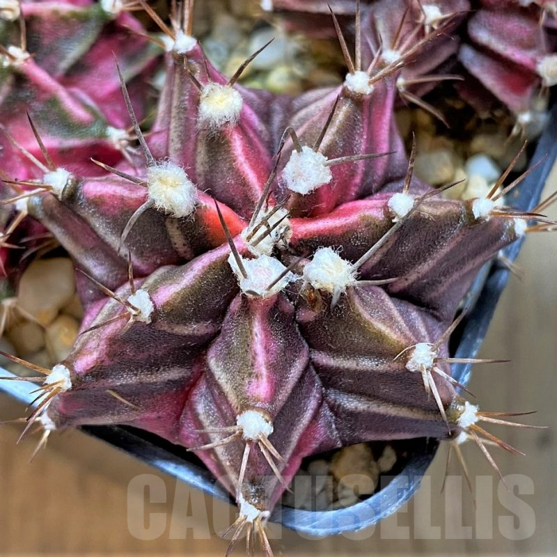 LOT836 20 SEEDS Gymnocalycium mihanovichii f. variegata NE49, 2024