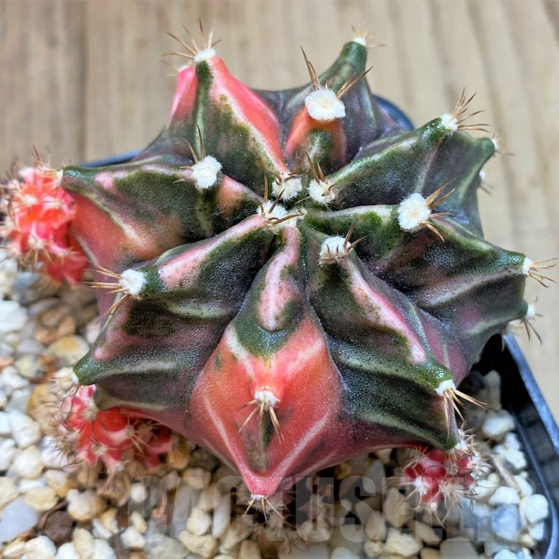 LOT830 20 SEEDS Gymnocalycium mihanovichii f. variegata NE13, 2024