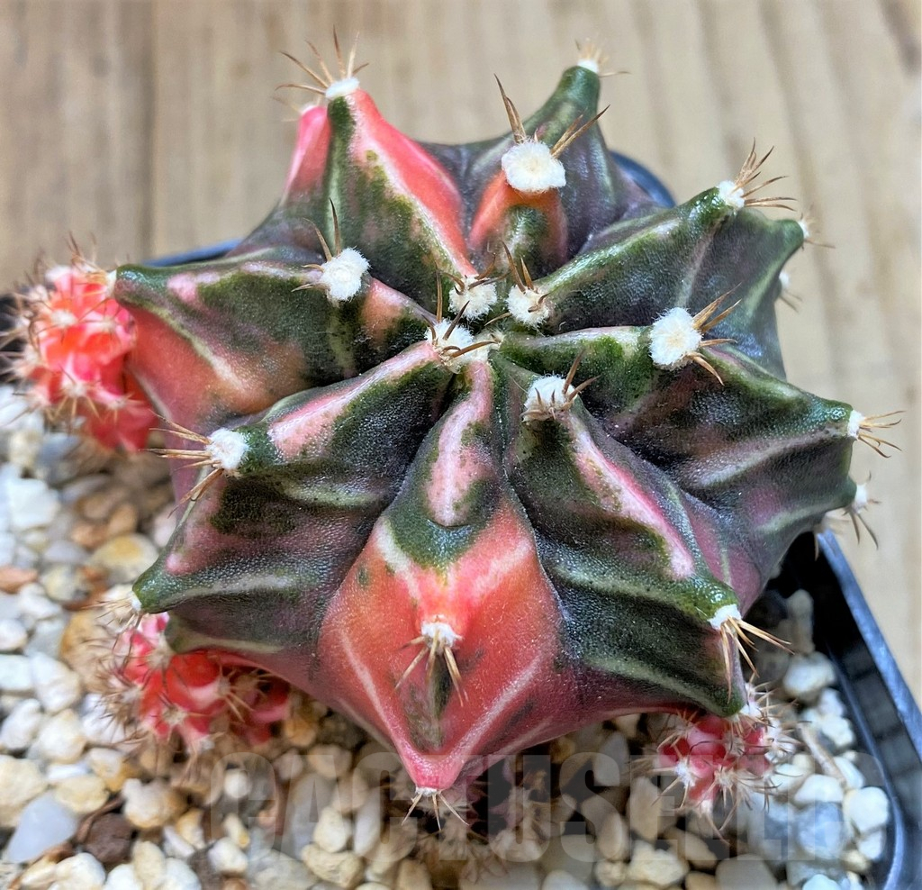 LOT830 20 SEEDS Gymnocalycium mihanovichii f. variegata NE13, 2024