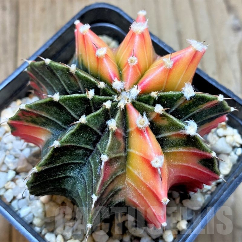 LOT837 20 SEEDS Gymnocalycium friedrichii f. variegata NE54, 2024