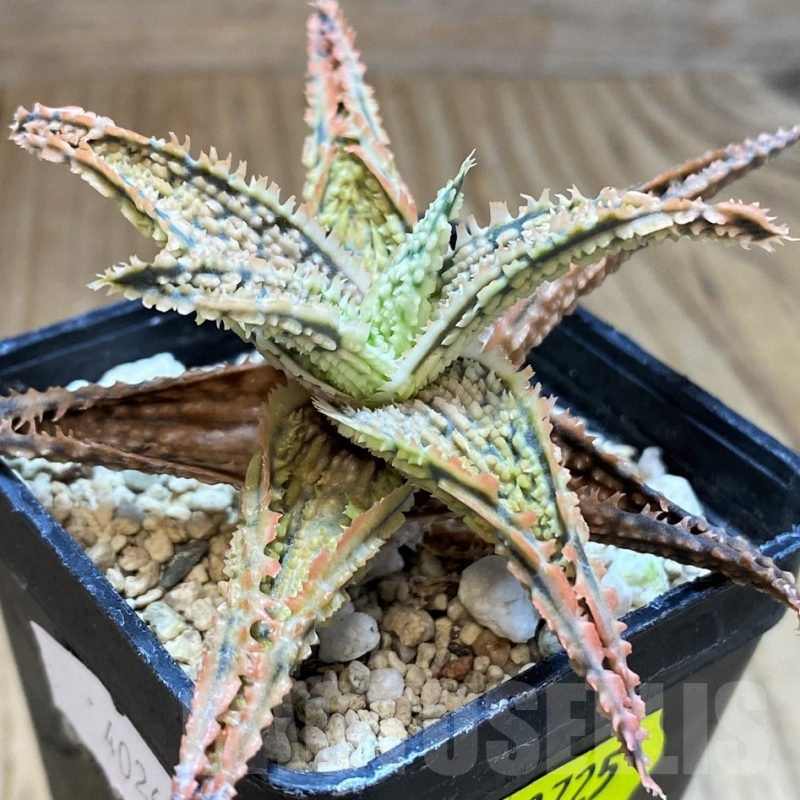SH2725 Aloe TCT hybrid