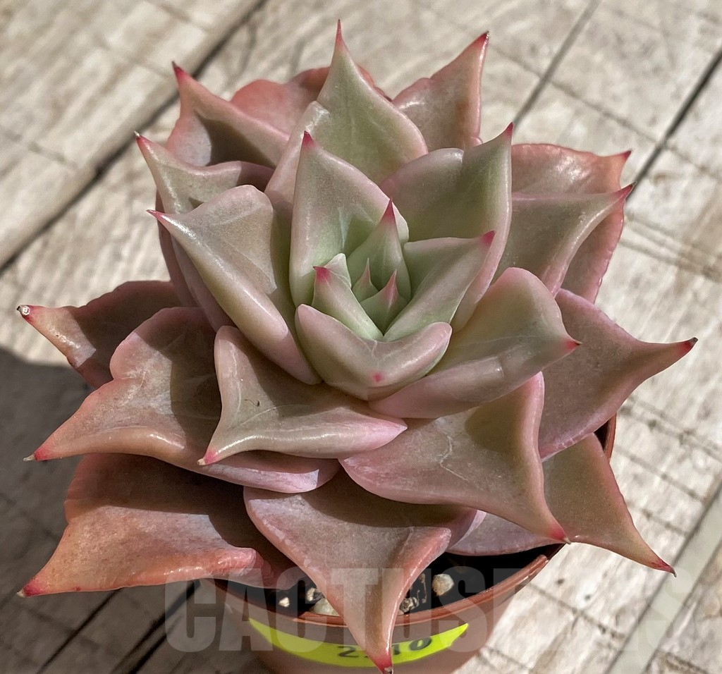 SHND2910 Echeveria 'Madiba' - Image 2