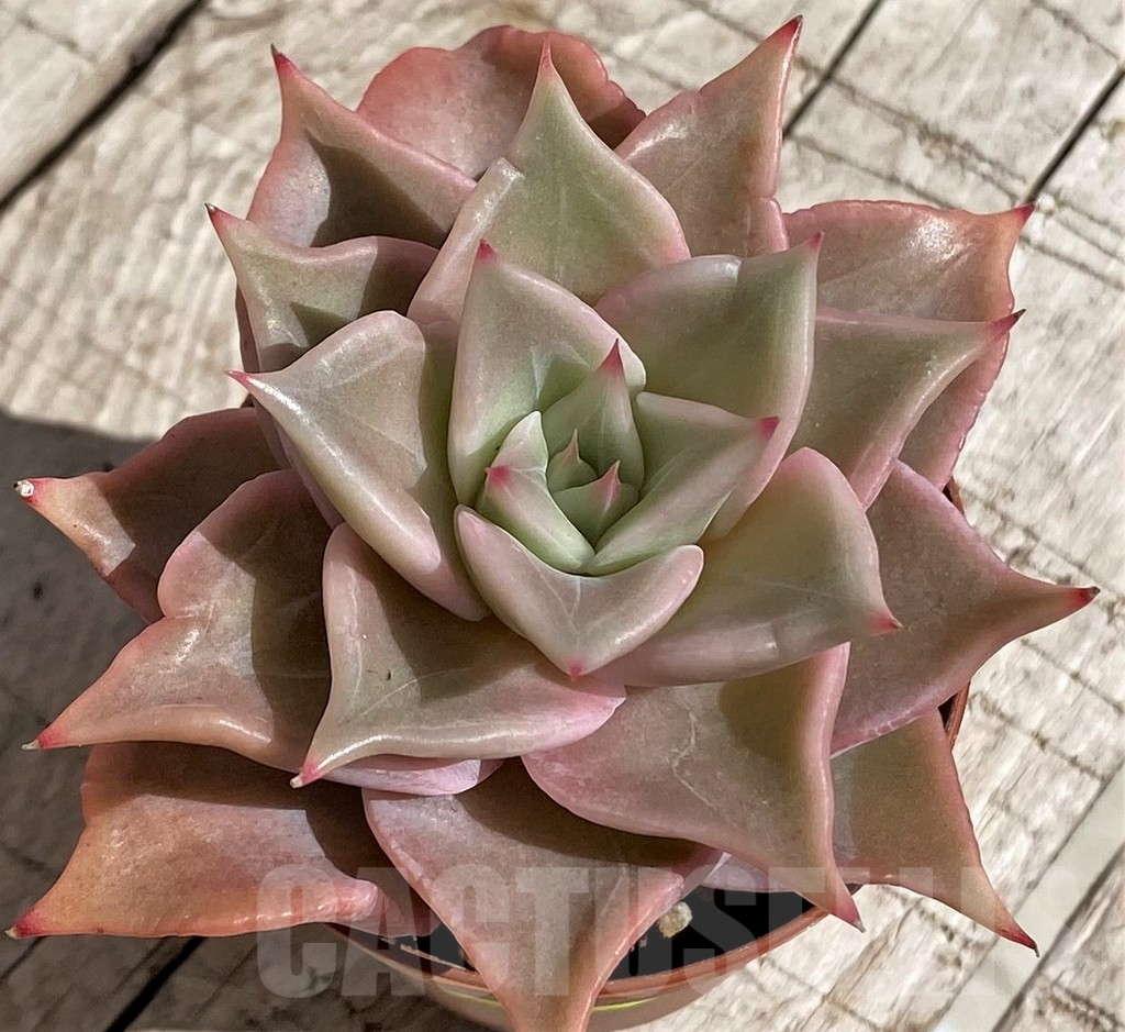 SHND2910 Echeveria 'Madiba'