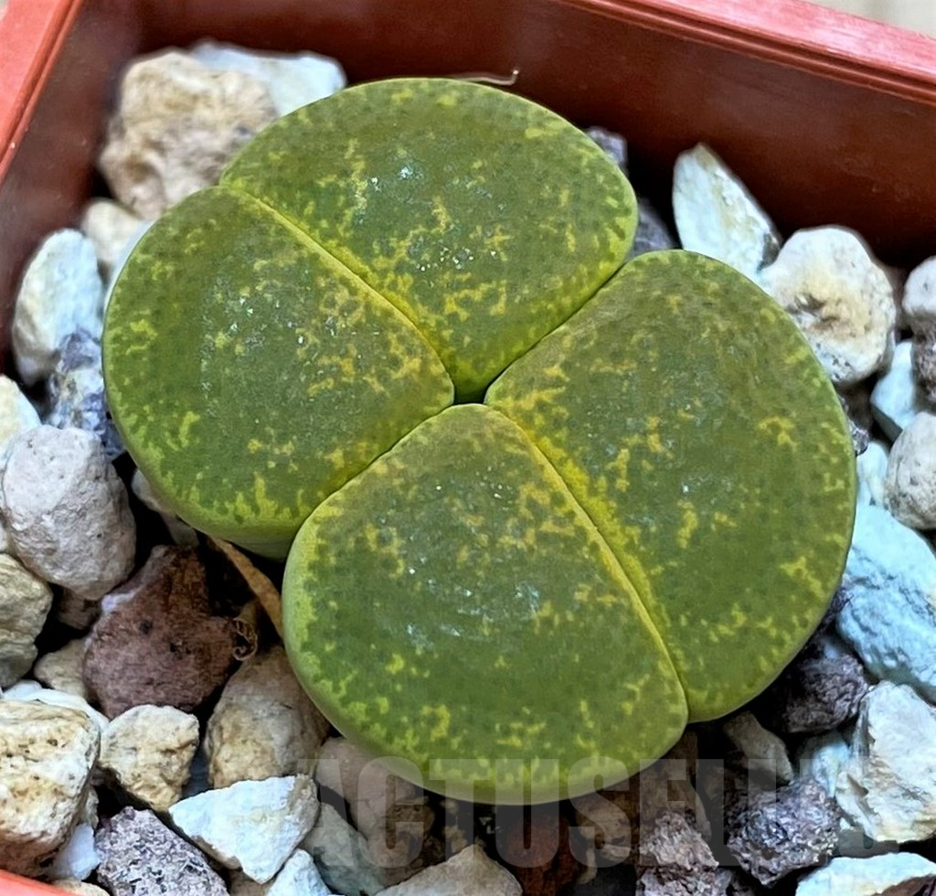 SH3957 Lithops lesliei f. albinica