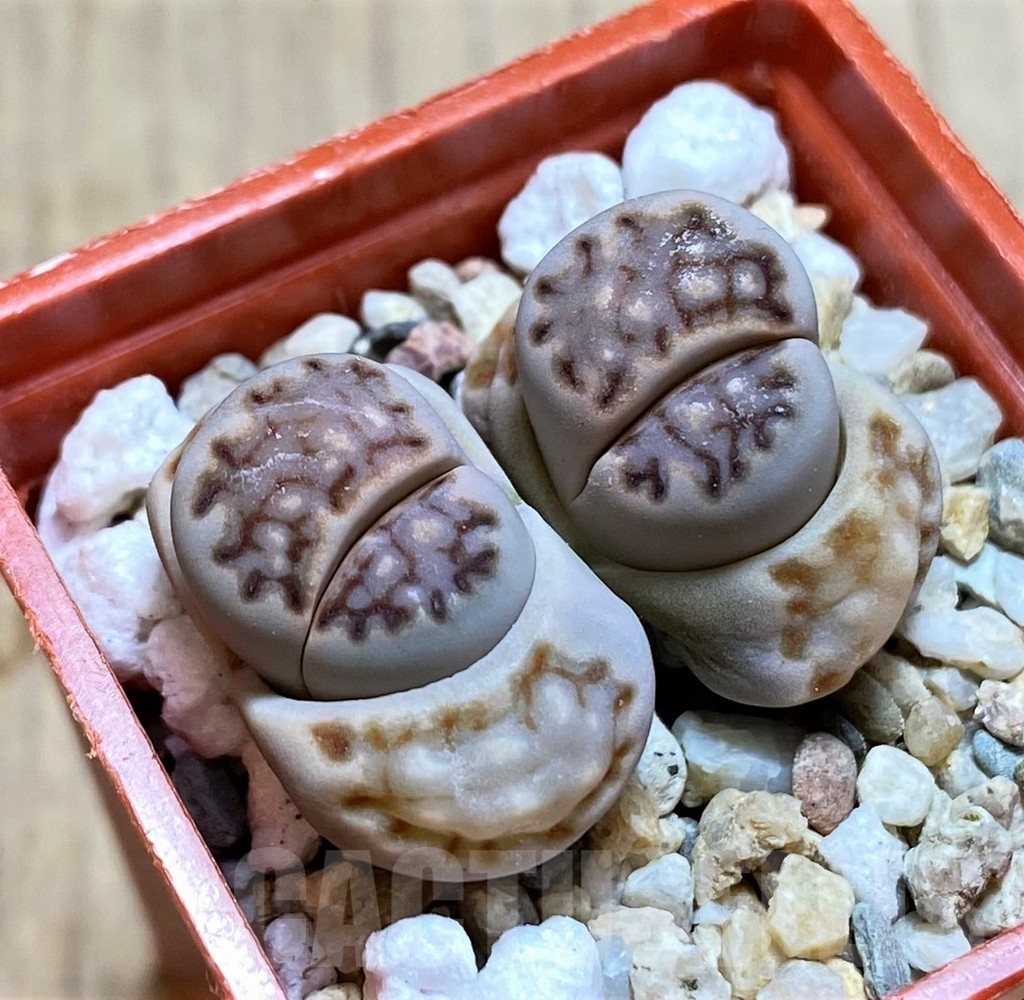 SH3961 Lithops julii v. fulleri