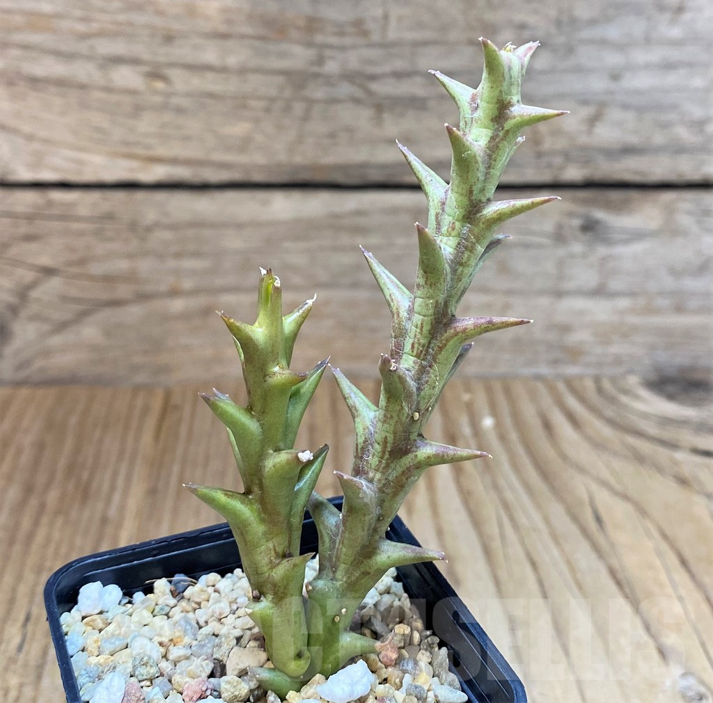 SH3927 Orbea speciosa -Golden clone- - Image 2