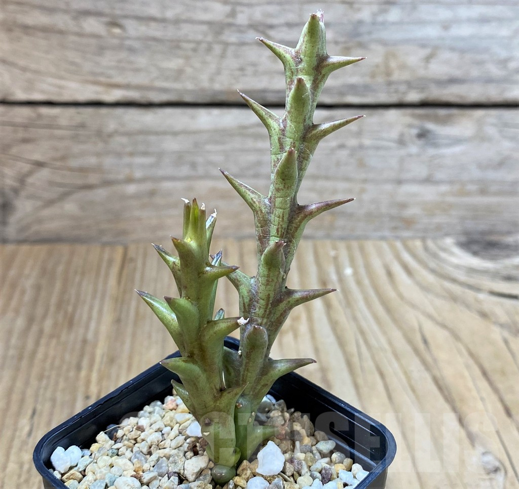 SH3927 Orbea speciosa -Golden clone- - Image 3