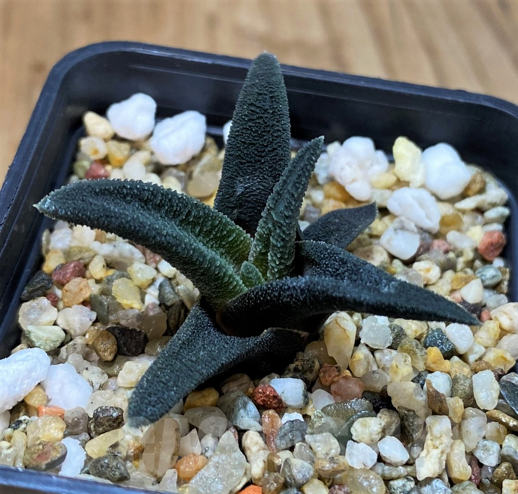 SH3991 Haworthia sordida