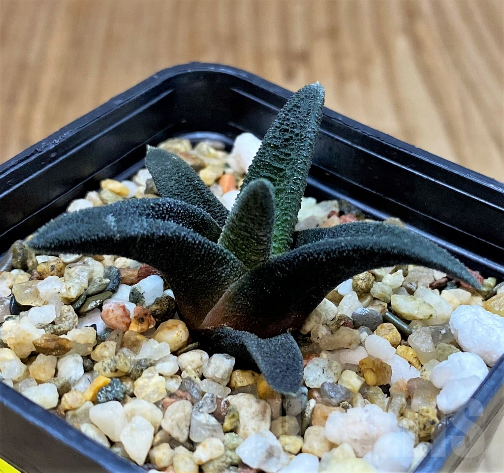 SH3991 Haworthia sordida - Image 2