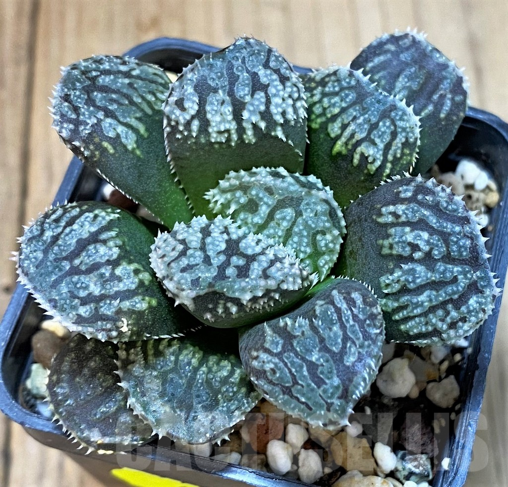SH4000 Haworthia 'Mordor'