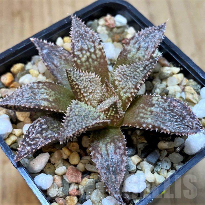 SH4004 Haworthia wimii hybrid -Japan-