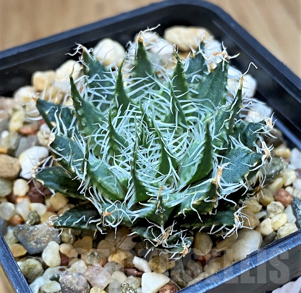 SH4005 Haworthia arachnoidea v. scabrispina