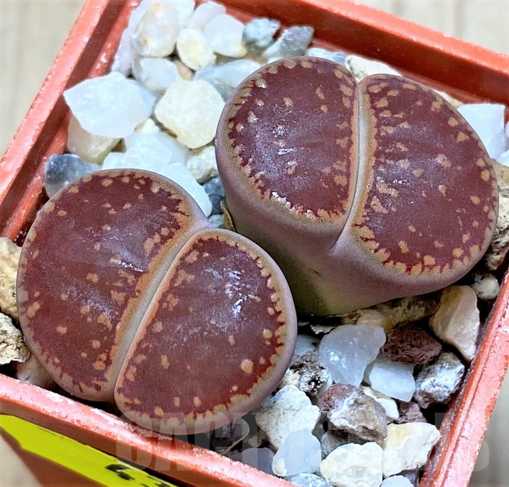 SH4353 Lithops aucampiae SH1664 -5 km SV of Griquatown-