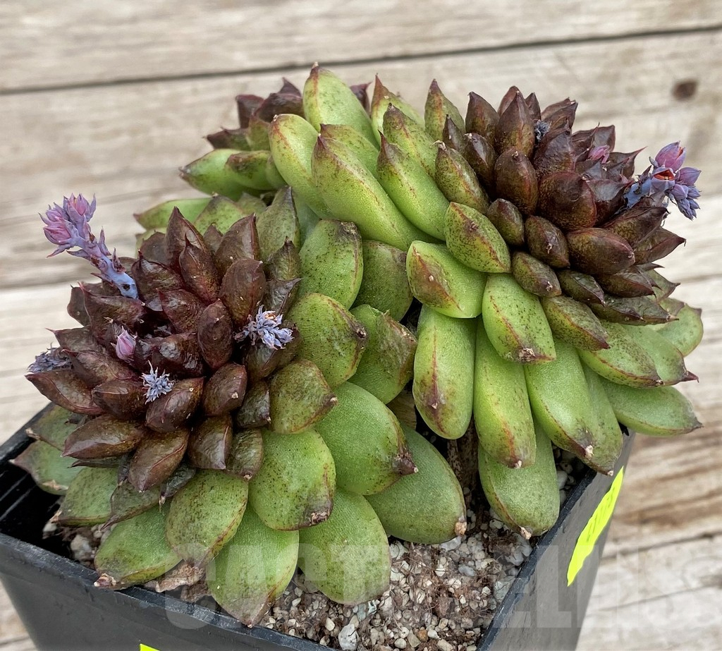 SH3336 Echeveria ‘Red Crystal’ – Bild 2